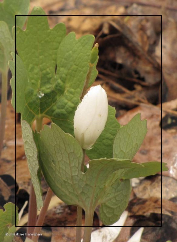 Bloodroot (Sanguinaria canadensis)