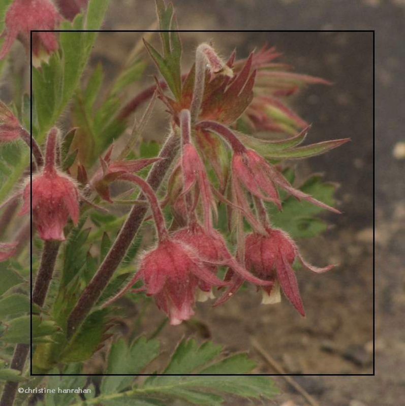 Prairie smoke (Geum triflorum)