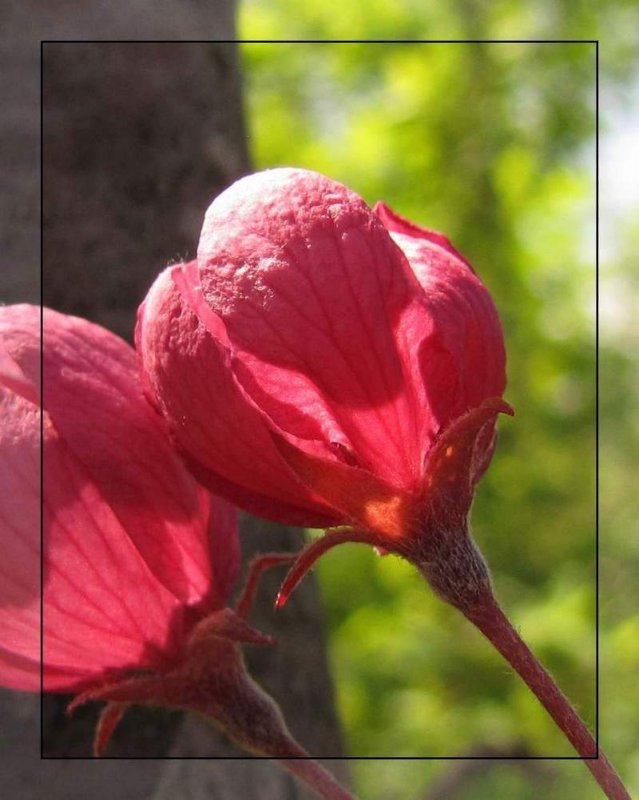 Crabapple (Malus)