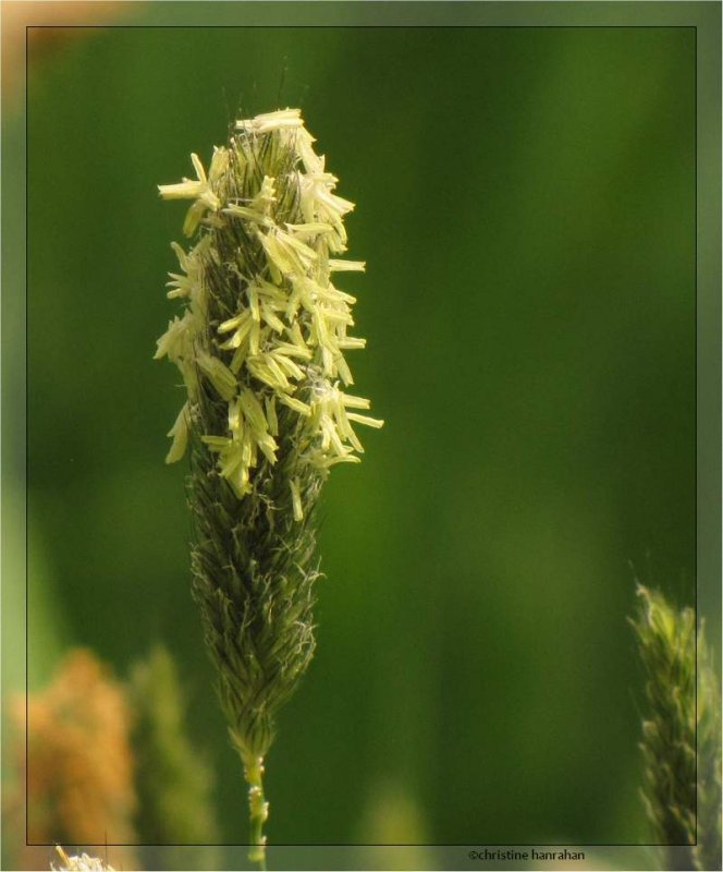 Meadow foxtail (Alopecurus pratensis)
