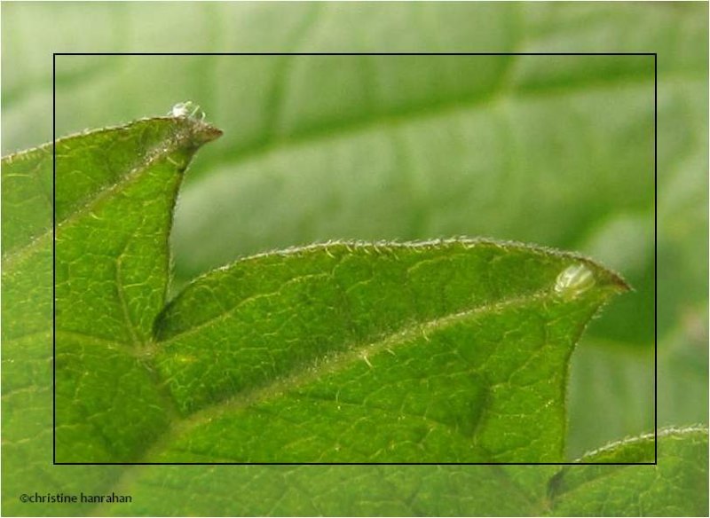 Red admiral eggs (Vanessa atalanta) on stinging nettle
