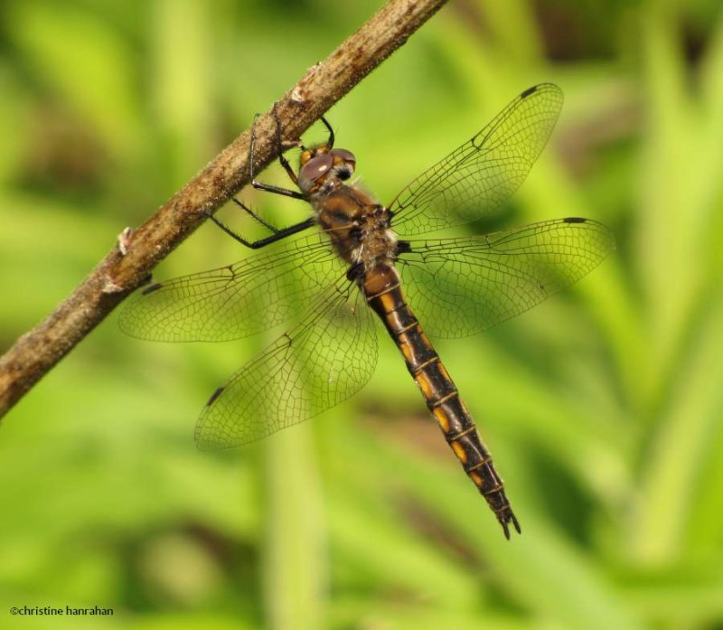 Beaverpond baskettail  (Epitheca canis), female