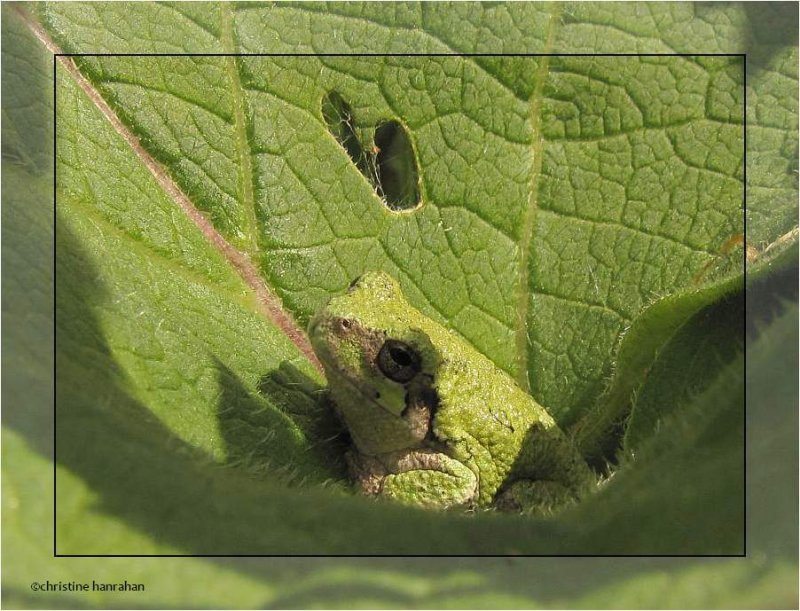 Grey Treefrog (Hyla versicolor)