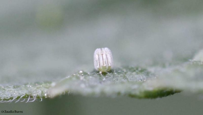 Red admiral egg (Vanessa atalanta) on stinging nettle