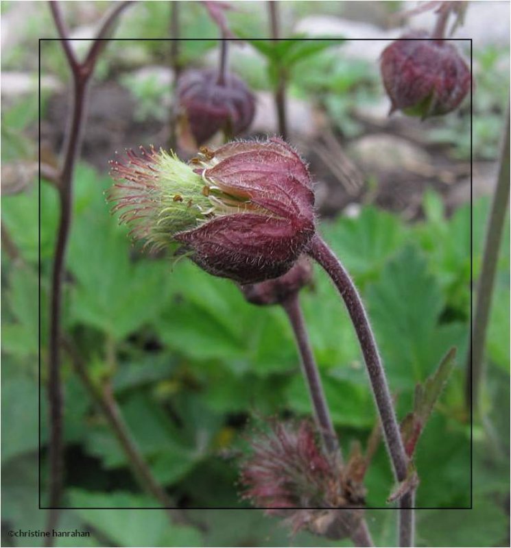 Water avens (Geum rivale)