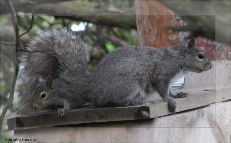 Eastern grey squirrel family