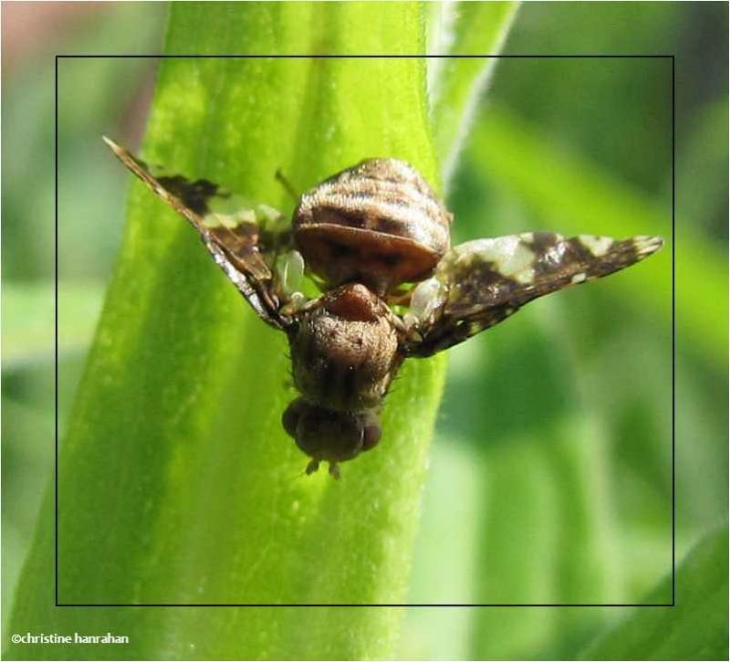 Goldenrod gall fly  (Eurosta solidaginis)