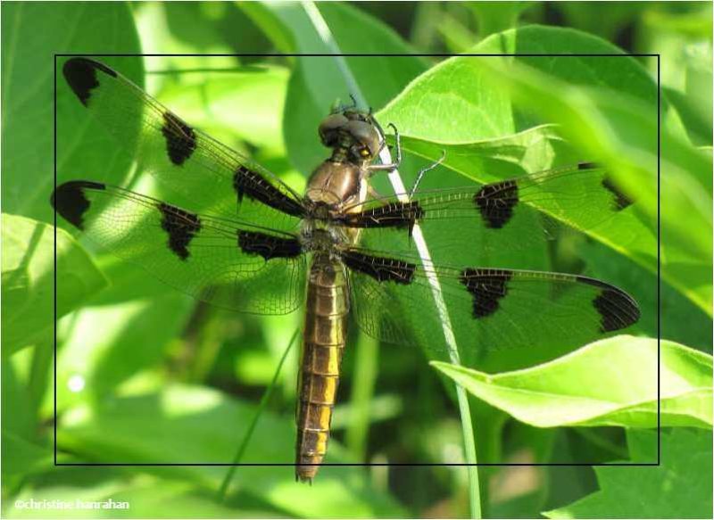 Twelve-spotted skimmer, female (Libellula pulchella)