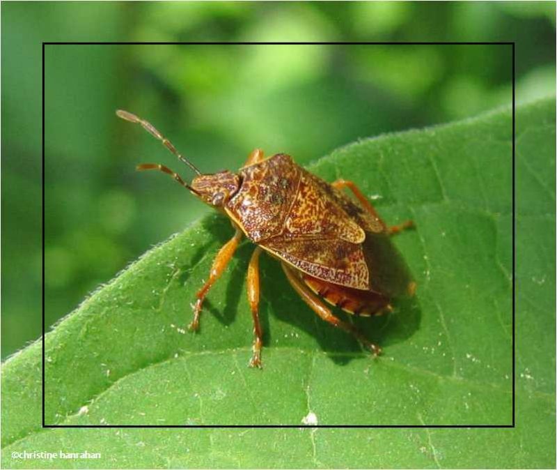 Stinkbug (Podisus sp.)