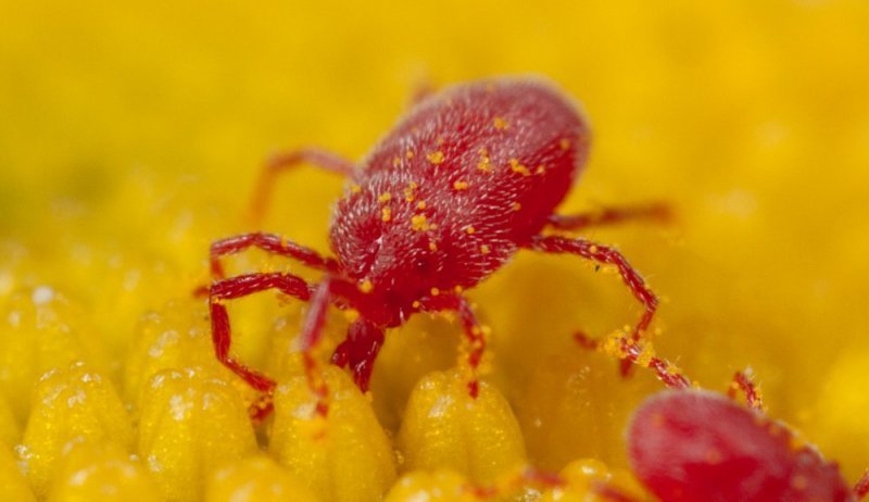 Spider mites on the centre of a flower