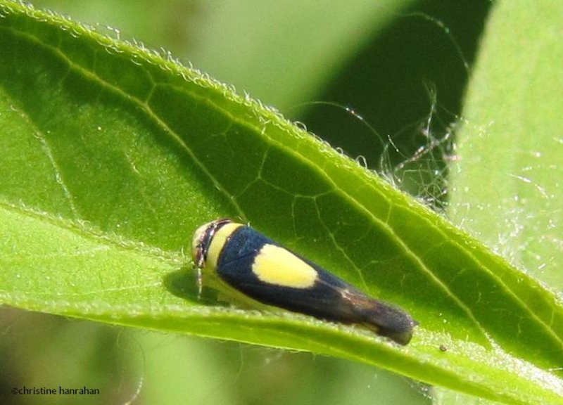 Saddled leafhopper (Colladonus clitellarius)