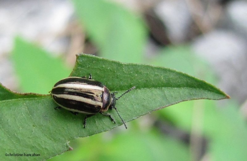 California calligrapher (Calligrapha californica)