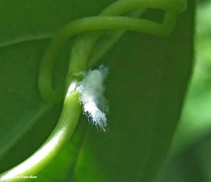 Planthopper  nymph (Metcalfa pruinosa)