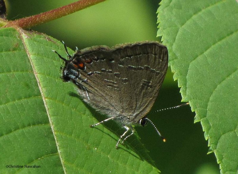 Banded hairstreak  (Satyrium calynus)