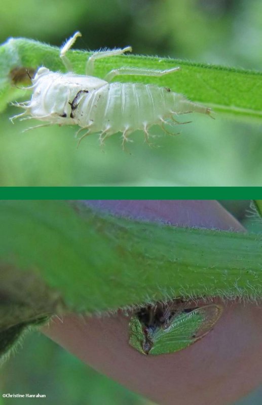 Buffalo treehopper (stictocephala ), nymphal skin and adult