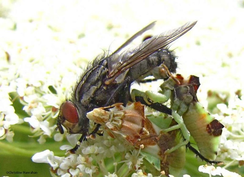Ambush bugs (Phymata) with fly