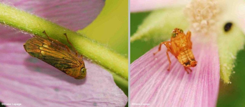 Leafhopper (<em>Coelidia olitoria</em>), adult (L) and nymph (R)