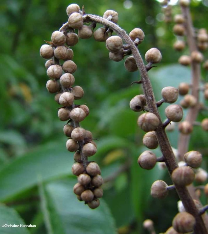 Black snakeroot seedhead (Cimicifuga)