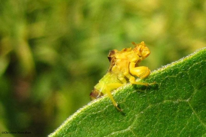 Ambush bug (Phymata)