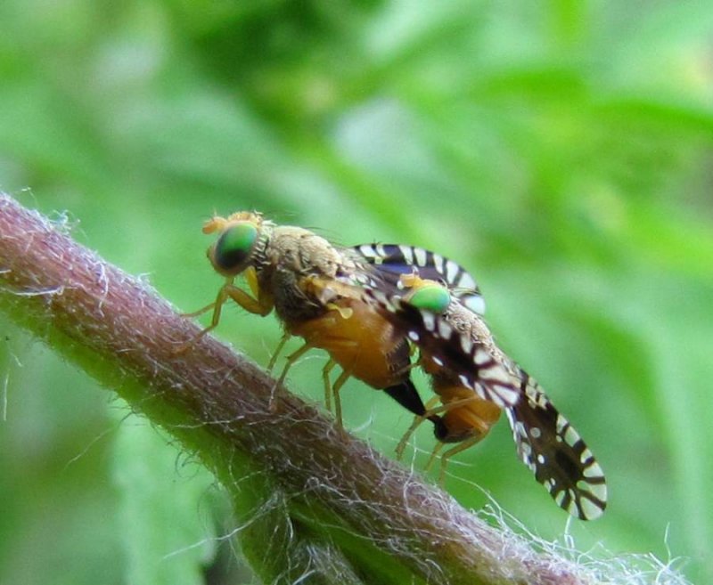 Fruit fly (Euaresta bella) on ragweed