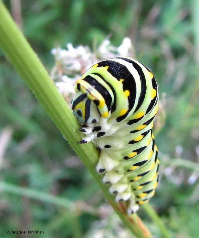 Black swallowtail  caterpillar  (<em>Papillio polyxenes</em>) on Queen Annes Lace