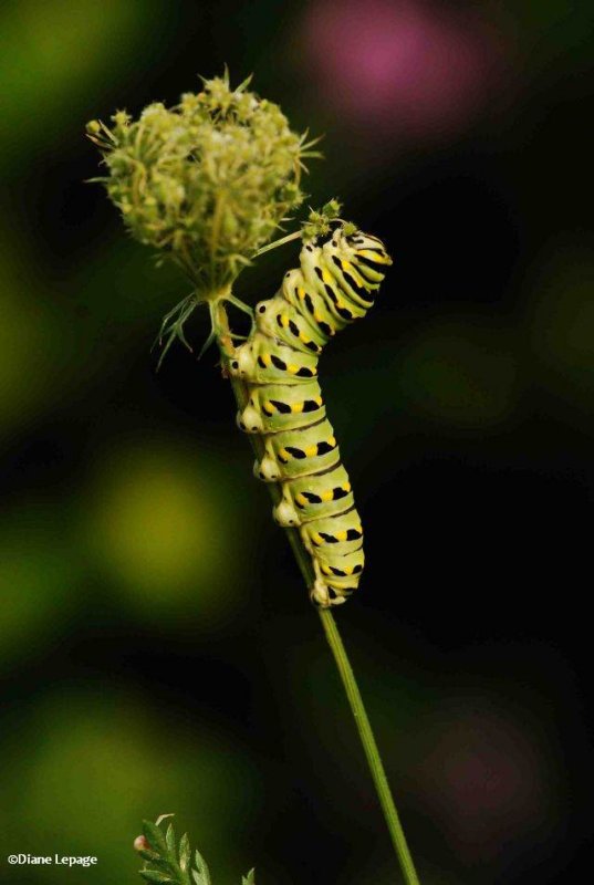 Black swallowtail  caterpillar  (Papillio polyxenes) on Queen Anne's Lace