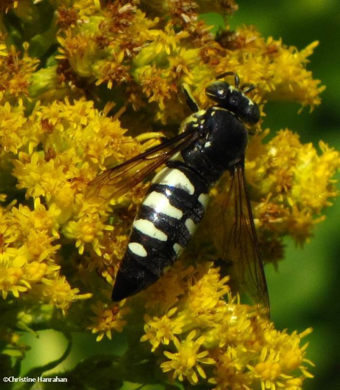 Sand wasp (Bicyrtes)