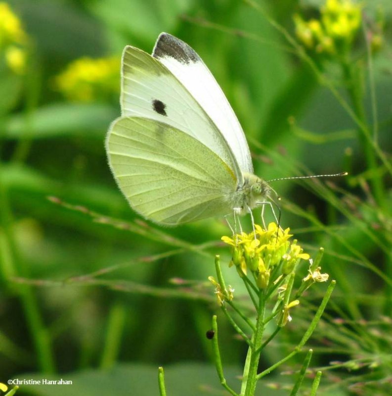 Cabbage white (Pieris rapae) on mustard