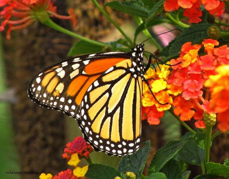 Monarch nectaring on lantana