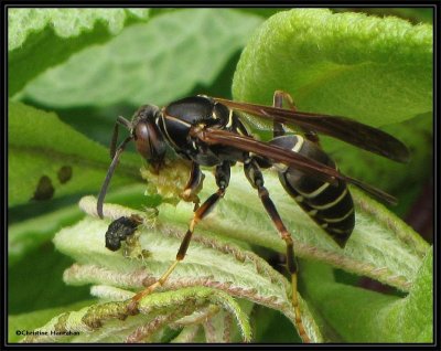 Paper wasp (Polistes fuscatus)