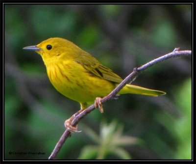 Yellow warbler