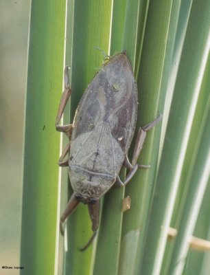 Giant Water Bugs (Family: Belosomatidae)