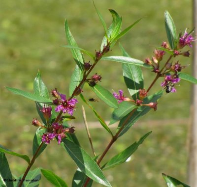 Water willow (Decodon verticillatus)