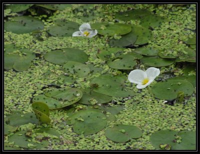 Frog's-bit (Hydrocharis morsus-ranae)