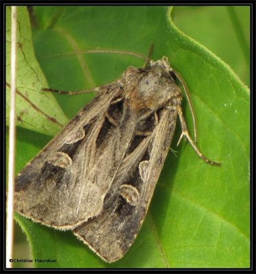 Masters dart (Feltia herilis), #10676