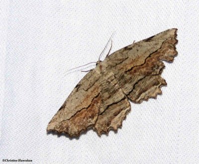Common Lytrosis moth (Lytrosis unitaria), #6720