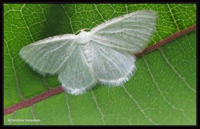 The virgin moth (Protitame virginalis), #6270