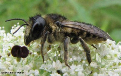 Leafcutter bee (Megachilid) on Queen Anne's Lace