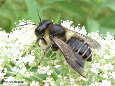 Leafcutter bee (Megachilid) on Queen Anne's Lace