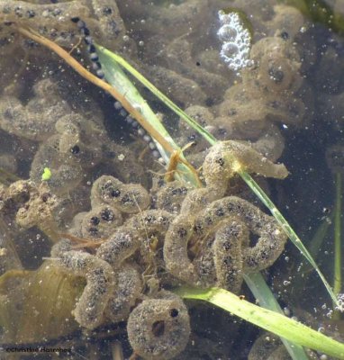 American toad eggs (<em>Bufo americanus</em>)