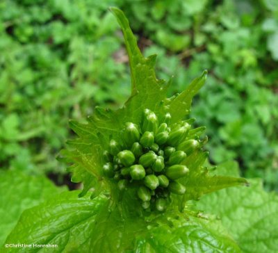 Garlic mustard (<em>Alliaria officinalis</em>)