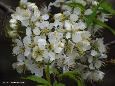 Wild plum (<em>Prunus</em>)