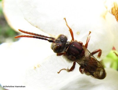 Nomada bee on crabapple