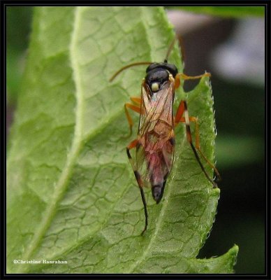 Ichneumonid wasp (<em>Diplazon laetatorius</em>)