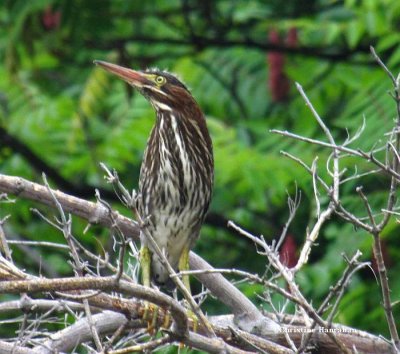 Juvenile Green Heron