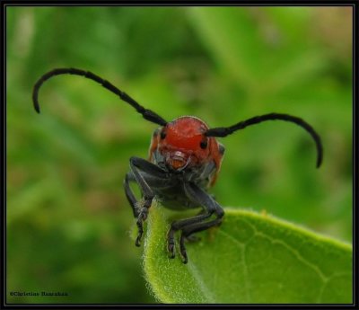 Red milkweed beetle (Tetraopes tetrophthalmus)