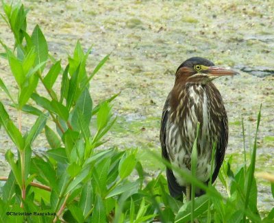 Juvenile Green Heron