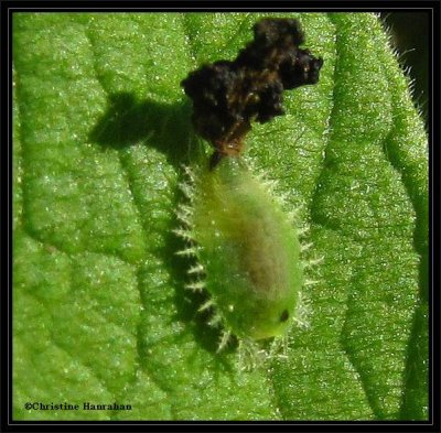 Clavate tortoise beetle (Plagiometriona clavata), larva