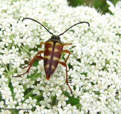 Flower longhorn (Typocerus velutinus)