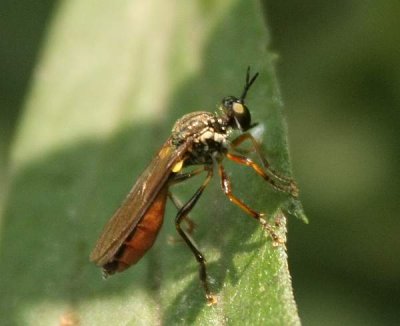 Robber fly (Dioctria sp.)
